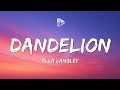 Ella Langley Dandelion Lyrics mp3