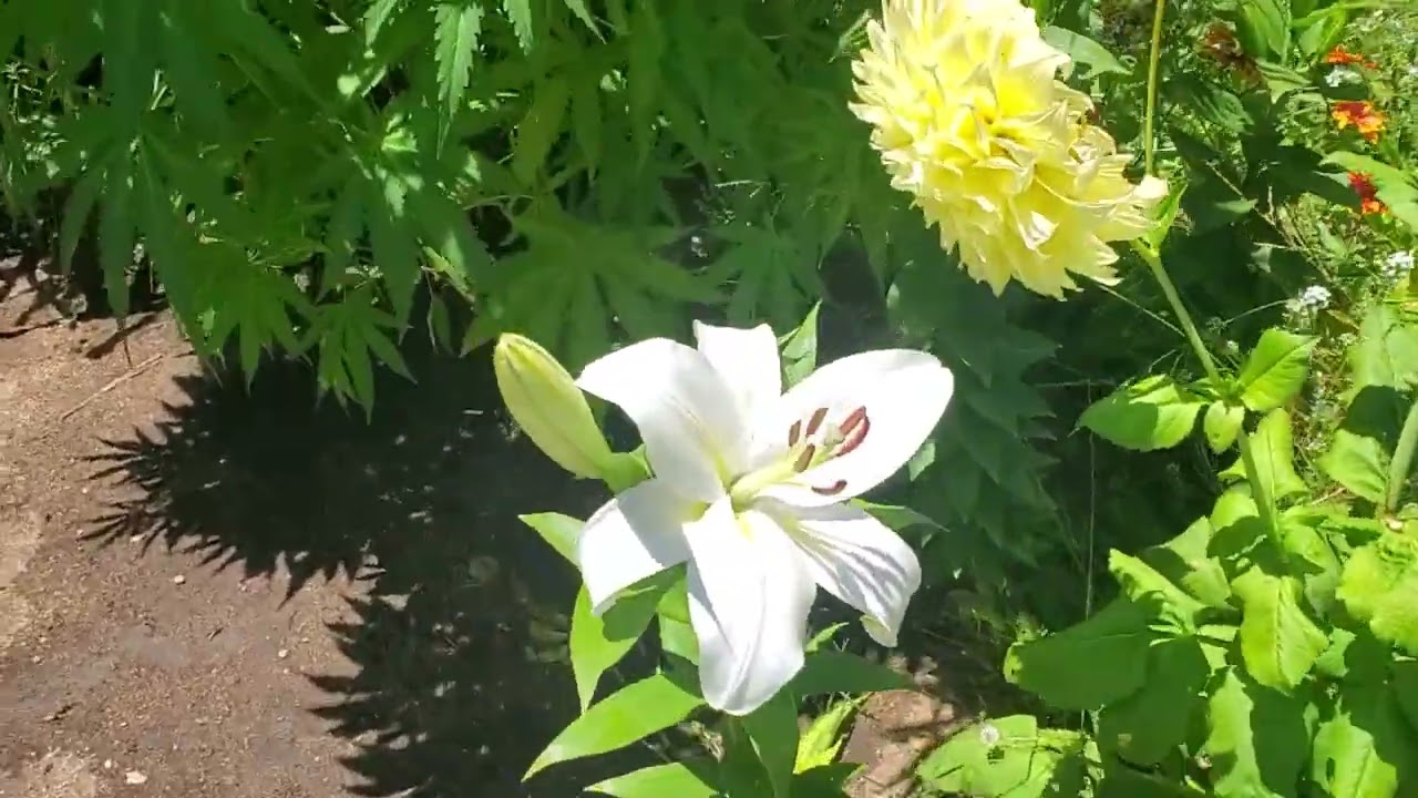 Tahoe Glue and H.S.C Garlic budder and Pistachio