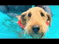 Theo the airedale terrier second swimming lesson