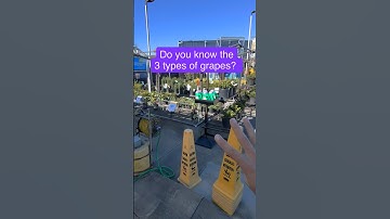 Do you know the 3 main types of grapes? #gardening #garden #Grapes #Vineyard #WineMaking￼