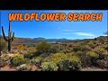 Searching for the Desert Bloom at Bartlett Lake, Arizona