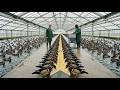 How Millions of Wood Ducks Are Raised 🦆 | The Complete Cinematic Farming Journey (ASMR)