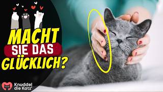 6 tägliche Rituale, die eine Katze WIRKLICH glücklich machen by Knuddel die Katz' 11,227 views 1 month ago 5 minutes, 5 seconds