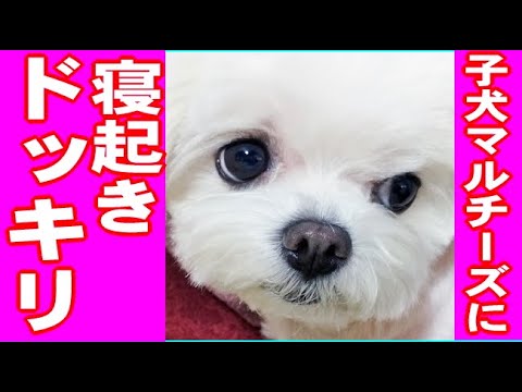 子犬マルチーズに寝起きドッキリを仕掛けてみた