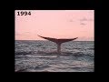 Shadows and Footprints, Great Whales of Sri Lanka 1994 Documentary