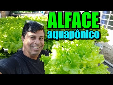 ● ALFACE AQUAPÔNICO