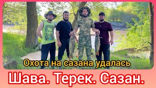 Шава Терек Сазан. Рыбалка сазана удалась.