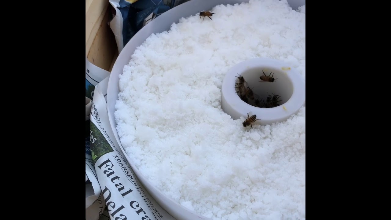 Adding dry sugar in a rapid top feeder - special blended oils for winter