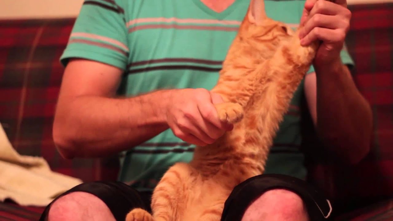 Cat Exercise Video 