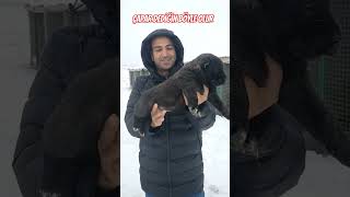 Çapar Dediğin Böyle Olur.