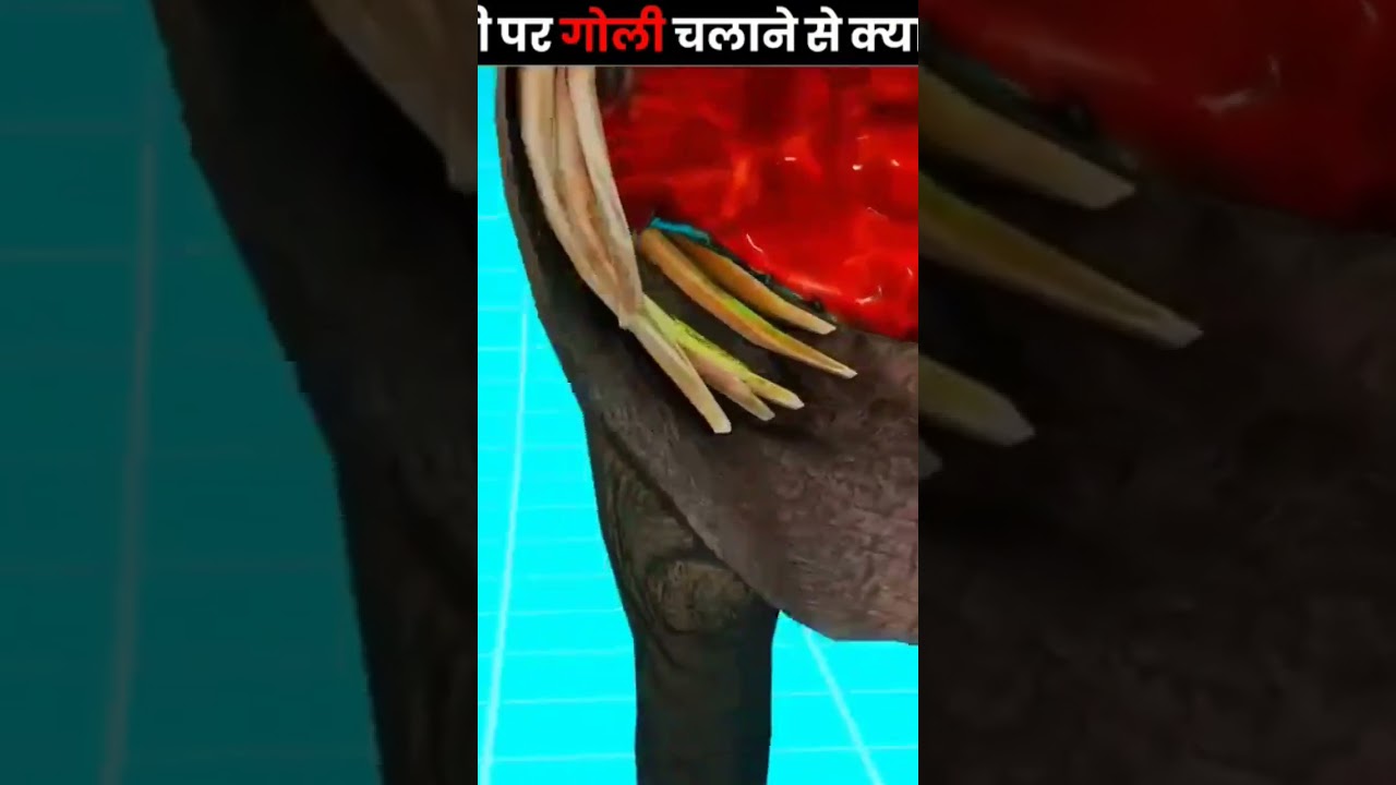 hati par goli chalane se kya hoga