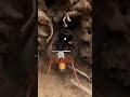 Leafcutter Ant POV: The Underground Fungus Farm 🌿🐜#shorts