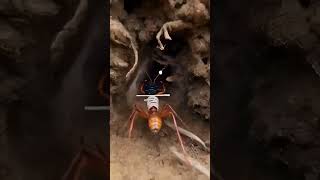 Leafcutter Ant POV: The Underground Fungus Farm 🌿🐜#shorts
