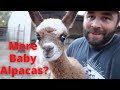 Could We Be Expecting Another Baby Alpaca Already?