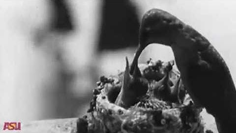 5 4 Video 4  Student Autonomy   Arizona State University   Coursera