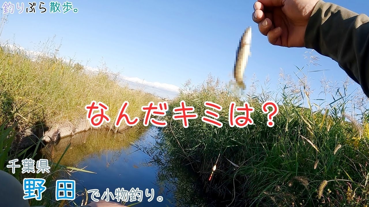 ホソで初めて〇〇〇〇が釣れました～！  千葉県 野田のホソで小物釣り。