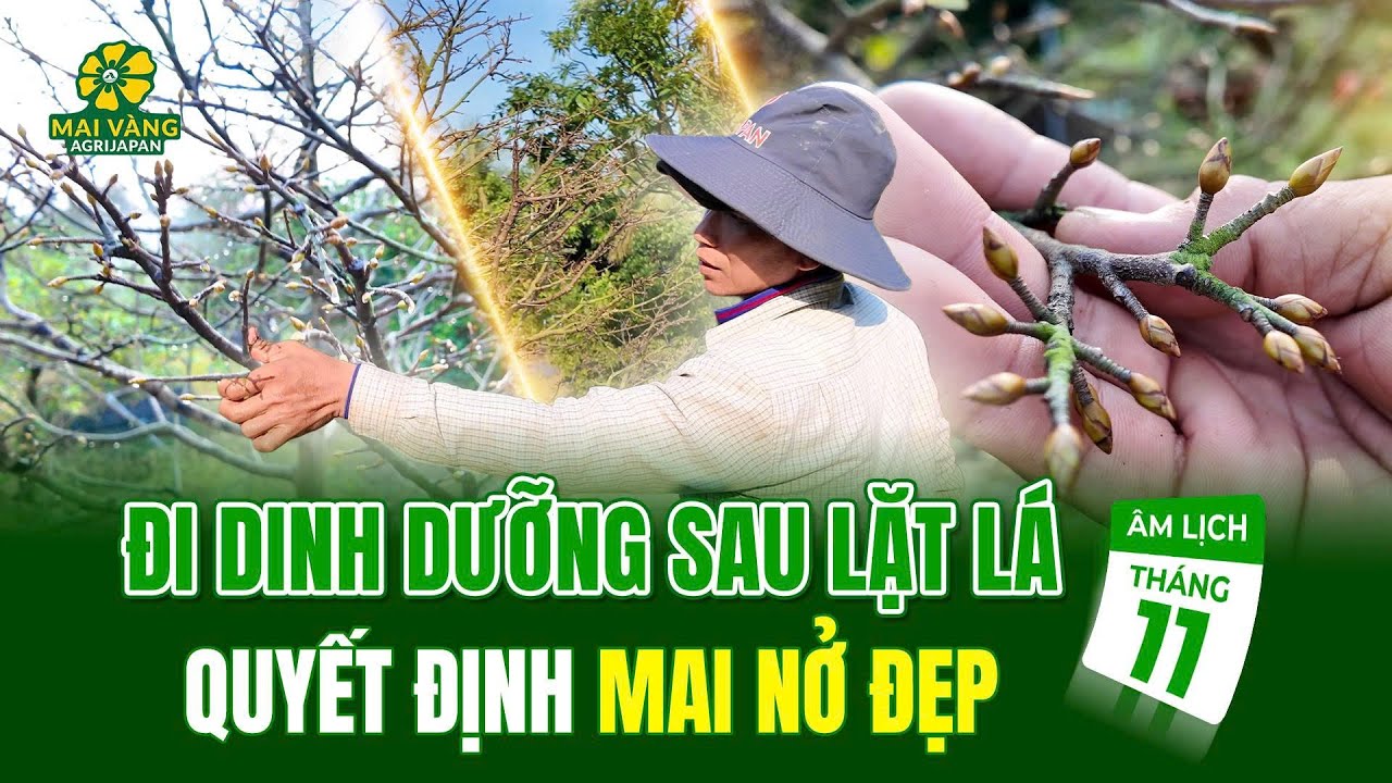 LẶT LÁ XONG ĐI DINH DƯỠNG THẾ NÀO ĐỂ BÔNG NỞ ĐẸP NGÀY TẾT