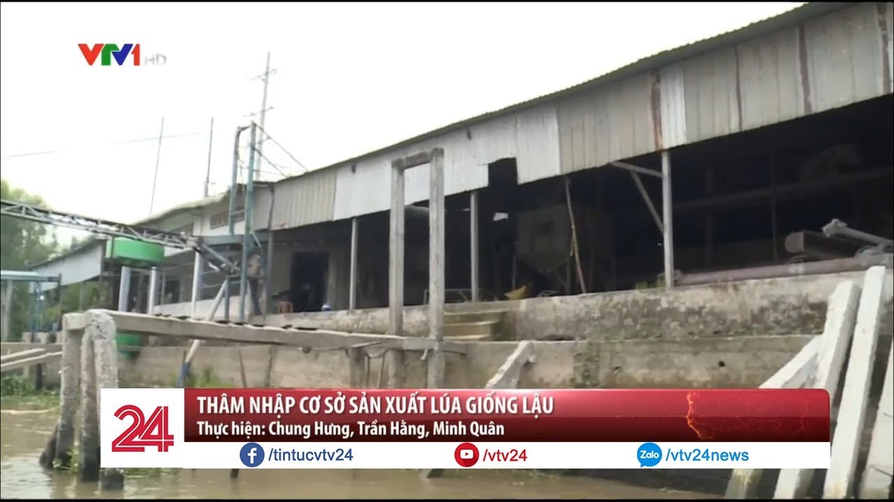 Cơ sở sản xuất lúa giống lậu mỗi năm xuất bán 5.000 tấn – Tin Tức VTV24