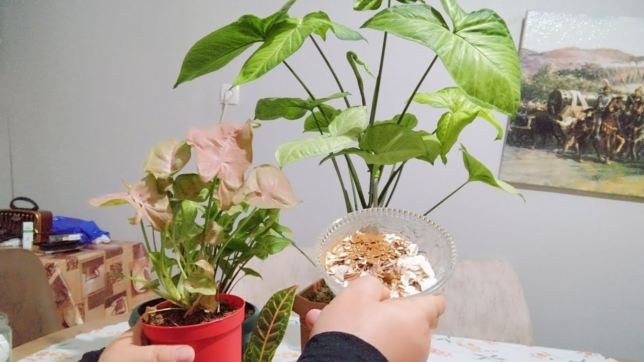 Pembe Melek Kanadı Saksıya Sığmadılar Sizde Böyle Ekin Çiçeklerinizi