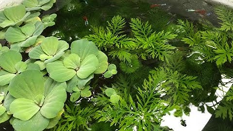 KẾT QUẢ SAU 7 NGÀY THẢ TÉP VÀO THÙNG XỐP NGOÀI TRỜI  | Guppy Diary #110