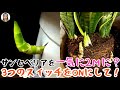 サンセベリアの育て方｜サンスベリアを一気に2メートルまで成長できる？！3つのスイッチをONにすると、葉が簡単に広がり、元気100倍で大量発根！｜花子