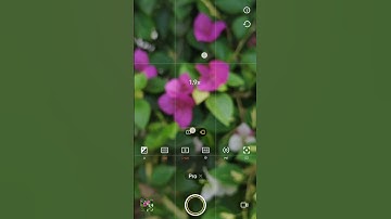 IQOO NEO 7 POR camera setting || best camera setting POR mode  flower photography ,, #photography