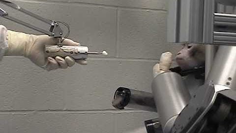 Monkey 1 self-feeding with a robotic arm