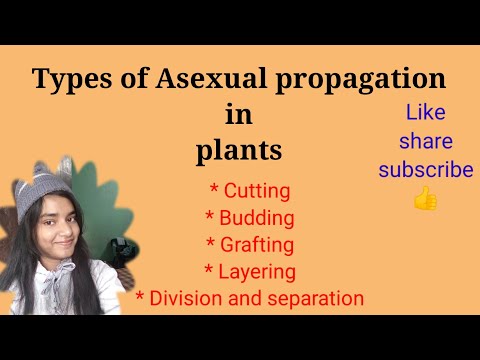 Methods of asexual propagation/Asexual propagation in detail/propagation techniques in plants