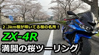 桜満開 吉野山(下千本)の桜開花・満開 天気情報 2025 - 日本気象協会