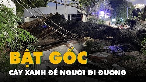 Cây xanh trong sân vườn bật gốc, đè trúng người đi đường ở TP.HCM
