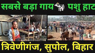 ऐसा पशु हाट जो पांच बजे सुबह ही लगता है गाय पशु हाट त्रिवेणीगंज, सुपोल, बिहार