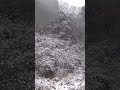 甲斐犬が猪と死闘【その1】 #松ごり #猪 #猟犬 #甲斐犬#日本犬#猪#Gundog#hound