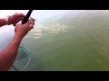 Red drum sciaenops ocellatus at duck fishing pond hong kong