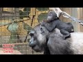 Baby gorilla  jameela with freddie   gorillas