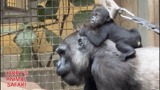 Baby Gorilla - Jameela with Freddie   #gorillas