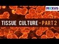 Tissue Culture and Micropropagation Quiz