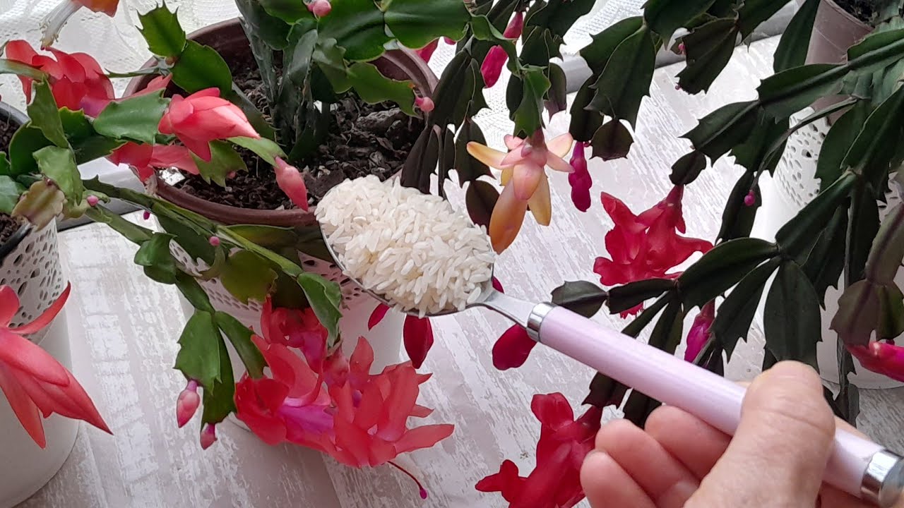 💯YILBAŞI(ŞUBAT) ÇİÇEĞİNE BİR KAŞIK VER ÇİÇEK AÇTIR UZUN SÜRE ÇİÇEKLÎ KALSIN #plants #garden #flowers