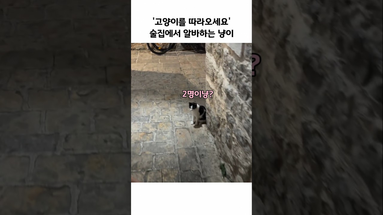 손님 오자마자 자리 안내하는 고양이ㅋㅋ