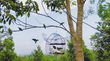 MIKAT BURUNG SERINDIT DI KEBUN KEDATANGAN DADA MERAH MALAH INI YANG TERJADI...