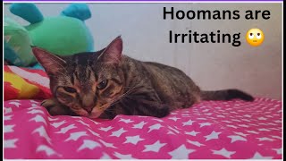 My Hoomans are the Most Irritating   Funny Cat Videos will Make you Laugh  Watch till the End
