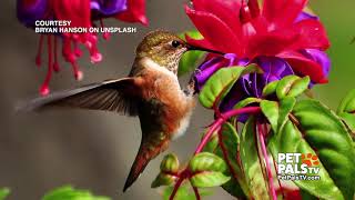 Facts about the amazing little hummingbird