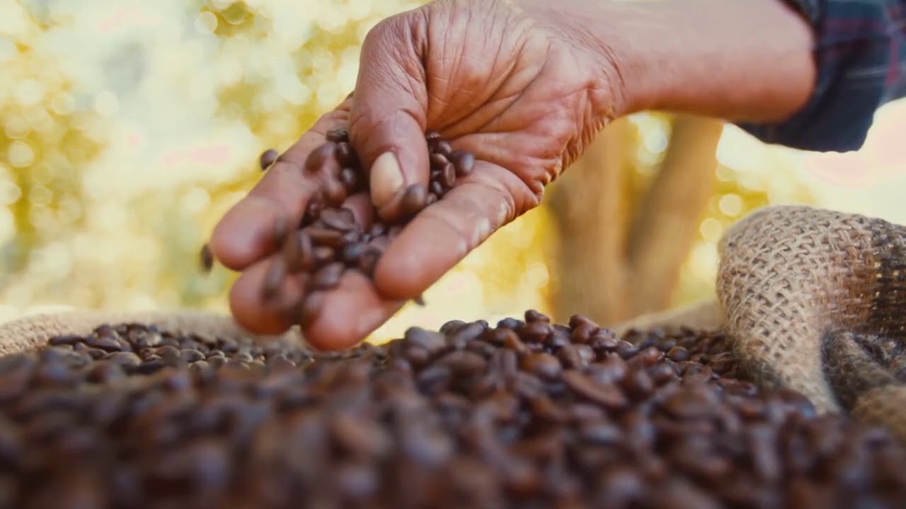 Let Brew Let's Brew Together - YouTube