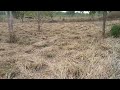 Roçando o pasto com cortador de grama.