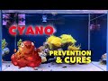 Get rid of cyano  red slime  treatments and prevention in reef tanks reefaquarium