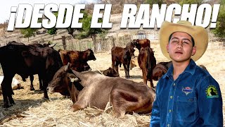 ¡¡¡UN SUEÑO QUE YA ES UNA REALIDAD!!! DESDE LAS ENTRAÑAS DEL RANCHO SAN JOSÉ "LOS TOROS INCREÍBLES"