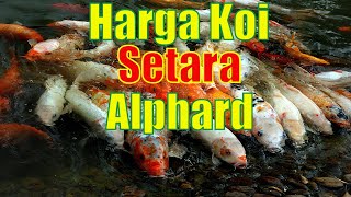 9. Jenis Ikan Koi Termahal #koi #koifish #koiindonesia #koilovers by I kiss Animal 391 views 1 year ago 6 minutes, 5 seconds