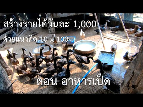 สร้างรายได้วันละ1,000 ด้วยแนวคิด 10X100 ตอน อาหารเป็ด