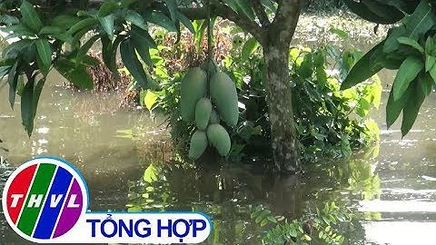 THVL | Triều cường tràn đê, Cồn Khương ở Cần Thơ ngập nặng