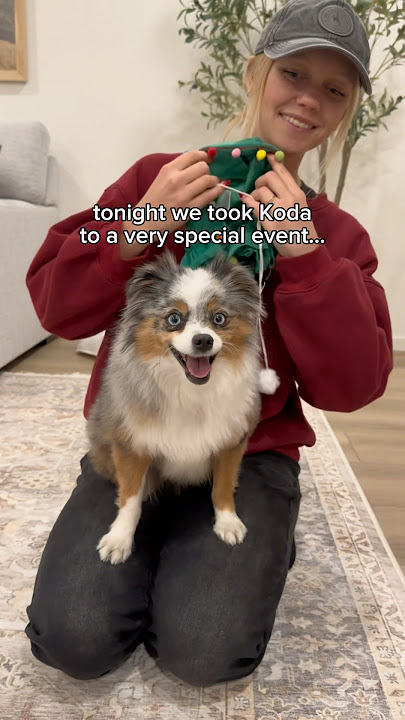 It’s time! Koda was so surprised when all the lights came on 😂 #christmas #dog #aussie #cute