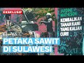 Kecamuk sawit di sulawesi  buka mata